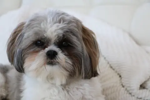 Uroczy piesek rasy Shih Tzu, której korzenie sięgają Tybetu, z charakterystyczną, długą sierścią.