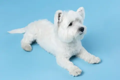 Uroczy west highland white terrier leży na niebieskim tle. Sprawdź west highland white terrier cena.