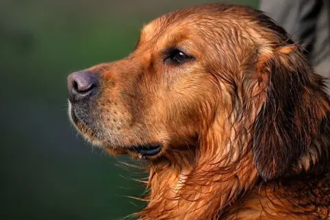 Kiedy rośnie sierść golden retrievera? Kluczowe informacje i etapy rozwoju