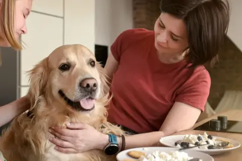 Złoty retriever z językiem na wierzchu, głaskany przez dwie kobiety. Na stole ser biały z jagodami, czy pies może jeść ser biały?