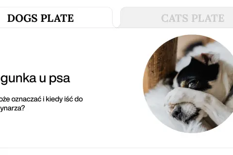 Smutny piesek z czarno-białą sierścią, który może cierpieć na biegunkę i śmierdzące gazy.