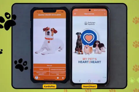 Dwa telefony z aplikacjami do monitorowania zdrowia psów. Na lewym ekranie pies rasy Jack Russell, na prawym kilka psów. Aplikacja KardioPies pozwala sprawdzić ile oddechów na minutę u psa.