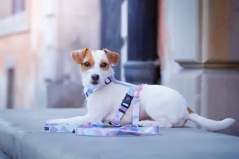 Uroczy szczeniak Jack Russell Terrier w pastelowych szelkach Guard, gotowy na spacer.