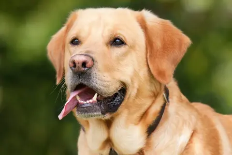 Złoty labrador z językiem na wierzchu, zastanawia się, czy pies może jeść jogurt naturalny.