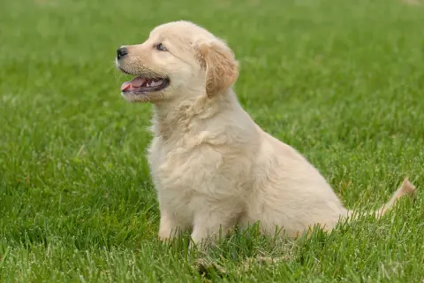 Uroczy szczeniak golden retriever siedzi na trawie. Czy golden retriever może mieszkać na dworze? Ten maluch wygląda na szczęśliwego na świeżym powietrzu!