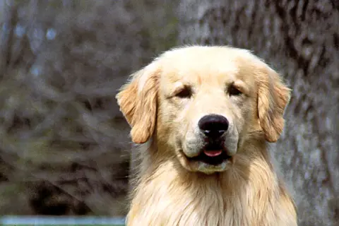 Jak często kąpać golden retrievera, aby uniknąć problemów ze skórą?