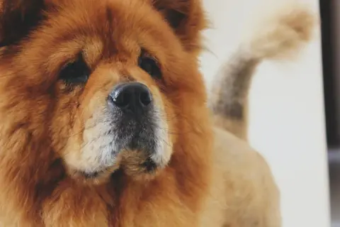 Puszysty chow chow o sierści w kolorze tygrysa, z czarnym nosem i charakterystycznym ogonem zawiniętym nad grzbietem.