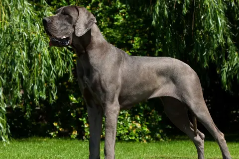 Elegancki dog niemiecki o stalowym umaszczeniu, dumny i majestatyczny, stoi na trawie pod zwisającymi gałęziami drzewa.