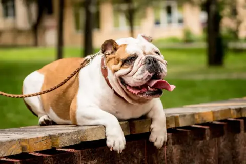 Najstarszy buldog angielski, z językiem na wierzchu, odpoczywa na drewnianej ławce w parku.