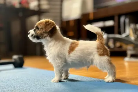 Uroczy szczeniak Russell Terrier, gotowy do zabawy. Sprawdź jego **russell terrier cena**!