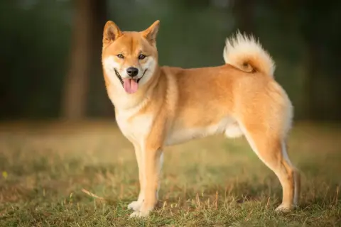 Uśmiechnięty shiba inu na trawie. Czy wady i zalety tej rasy są warte jego uroku?