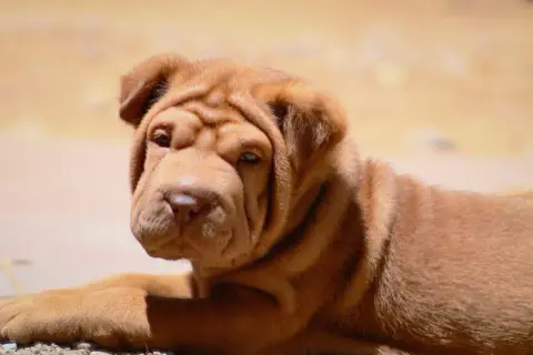 Uroczy szczeniak shar pei, pies ze zmarszczkami, leży na ziemi, patrząc w obiektyw z zaciekawieniem.
