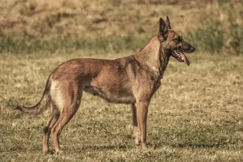 Czujny owczarek belgijski maly stoi na trawie, dysząc z językiem na zewnątrz.