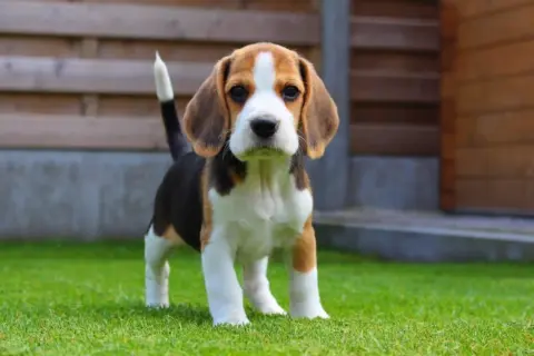 Uroczy mały piesek beagle, idealny towarzysz dla dzieci, stoi na zielonej trawie.