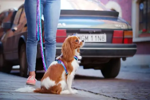 Uroczy cavalier w kolorowych szelkach czeka cierpliwie przy samochodzie.