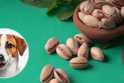 Czy pies może jeść pistacje? Na zdjęciu piesek i miseczka z pistacjami.