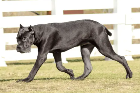 Czarny pies rasy Cane Corso, o imponującej budowie, porusza się po trawie. Jego waga świadczy o sile i potędze.