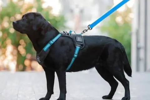 Obroża czy szelki dla labradora – co wybrać, by uniknąć problemów?