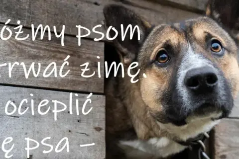 Pomóżmy psom przetrwać zimę. Jak ocieplić budę psa, by czworonóg czuł się komfortowo.