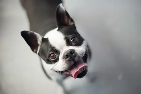 Uśmiechnięty pies rasy Boston Terrier z wystawionym językiem patrzy w górę z radością.
