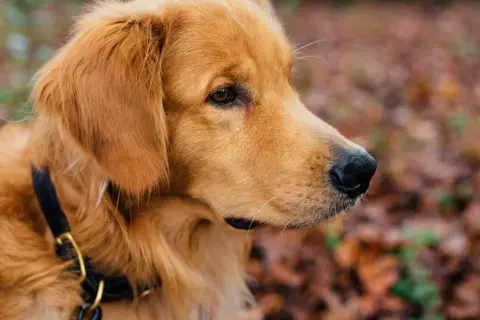 Ile karmy dla szczeniaka golden retriever? Oto kluczowe wskazówki
