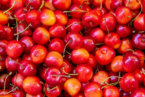 Mnóstwo soczystych czereśni, które mogą być smaczną przekąską, ale czy pies może jeść czereśnie? Lepiej sprawdzić, zanim dasz swojemu pupilowi.