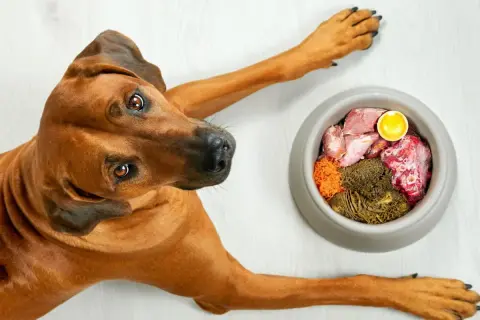 Pies rasy Rhodesian Ridgeback patrzy na miskę z jedzeniem BARF. Co to jest? To surowa karma dla psa.