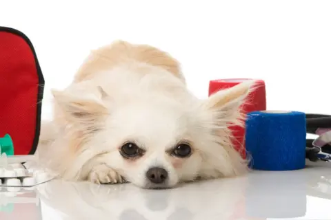 Chihuahua leży obok apteczki, strzykawek i bandaży. Czy woda utleniona szkodzi psu? Zestaw pierwszej pomocy dla zwierząt.