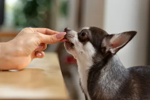 Chihuahua zjada smakołyk z ręki. Zastanawiasz się, czy można podać psu pyralginę? Zawsze konsultuj się z weterynarzem.
