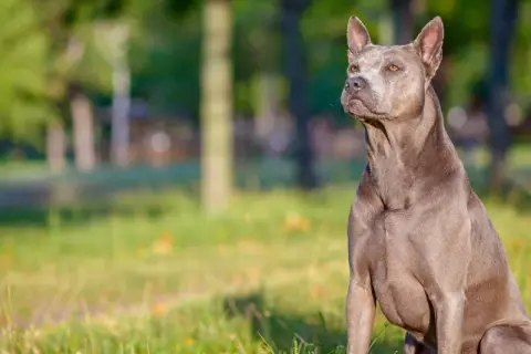 Szlachetny pies rasy thai ridgeback, szary, siedzi na trawie. Zastanawiasz się nad thai ridgeback cena?