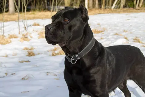 Czarny pies rasy Cane Corso w zimowym krajobrazie. Zastanawiasz się, ile kosztuje Cane Corso?