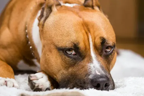 Brązowy pies rasy amstaff, z charakterystycznym białym znaczeniem na pysku, leży spokojnie. Różnice między pitbull a amstaff bywają subtelne.