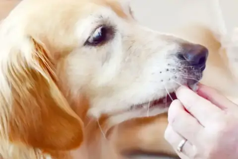 Złoty retriever delikatnie przyjmuje przysmak z ręki, zastanawiając się, czy pies może jeść rzodkiewkę.