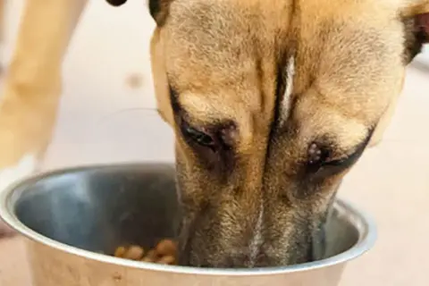 Pies je z miski. Czy pies może jeść buraki? To pytanie nurtuje wielu właścicieli czworonogów.