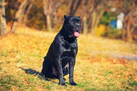 Czarny pies rasy Cane Corso siedzi na trawie w jesiennym parku. Ile żyje taki pies? Średnio 10-12 lat.