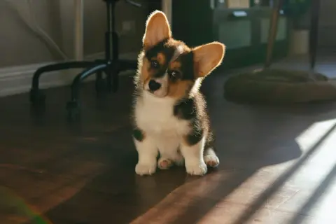 Uroczy szczeniak corgi siedzi na podłodze. Gdyby miał problemy z brzuszkiem, warto sprawdzić espumisan dla psa dawkowanie.