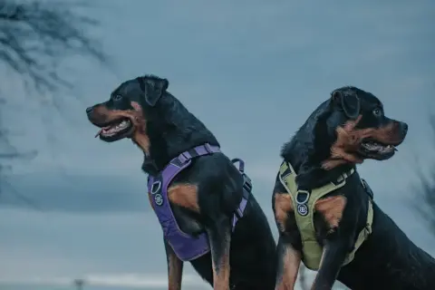 Dwa rottweilery w dobrych szelkach dla psa. Jeden w fioletowych, drugi w zielonych.