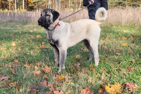 Piękny kangal na spacerze jesienią. Zastanawiasz się nad kangal cena? Ten pies to wspaniały towarzysz.
