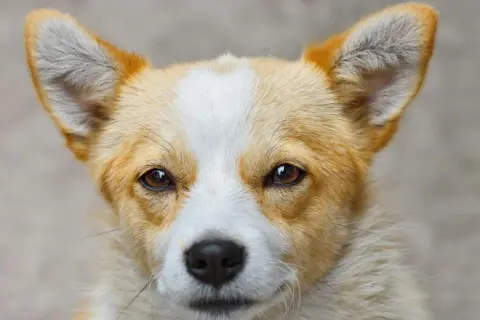 Uroczy corgi z bystrymi oczami. Zastanawiasz się, czym przemywac psu oczy? Czysta, przegotowana woda lub specjalne płyny do higieny oczu zwierząt.