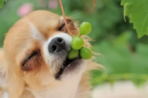 Chihuahua z winogronami w pyszczku. Czy pies może jeść winogrona? To pytanie zadaje sobie wielu właścicieli czworonogów.