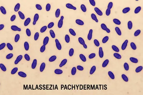 Mikroskopowy obraz drożdżaków Malassezia pachydermatis, które mogą powodować problemy skórne u psów.