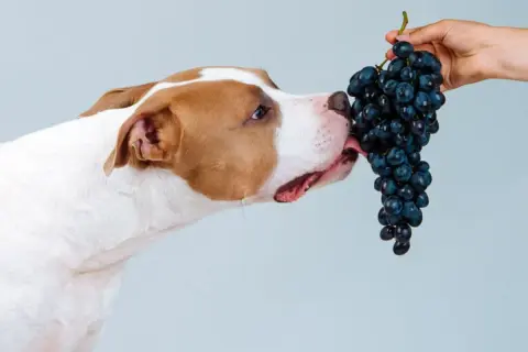 Pies zjadł winogron, ale to niebezpieczne! Uważaj na swojego pupila.