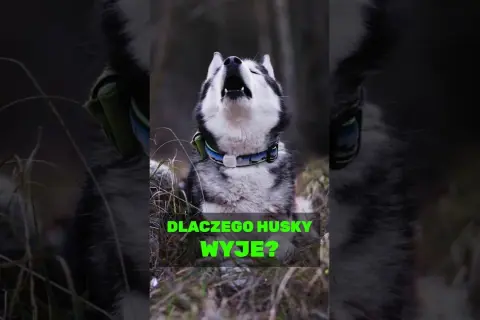 Dlaczego husky wyje? Odkryj powody i sposoby na to zachowanie