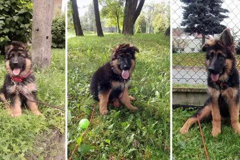 Ile powinien jeść 4 miesięczny owczarek niemiecki, aby zdrowo rosnąć?