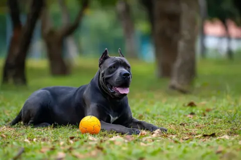 Cane corso usposobienie: potężny pies leży na trawie obok pomarańczowej piłki, zrelaksowany i czujny.