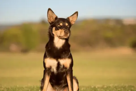 Piękny pies rasy kelpie siedzi na trawie, z uwagą obserwując otoczenie.