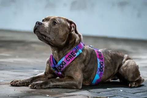 Pies w kolorowych szelkach dla psa z napisem "DOG CREW".