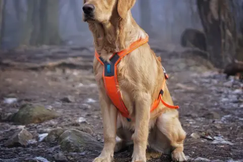 Obroża czy szelki dla golden retrievera – co wybrać, by uniknąć problemów?