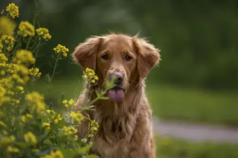 Uroczy golden retriever z wystawionym językiem, otoczony żółtymi kwiatami. Dowiedz się, jak dbać o sierść golden retrievera, by była równie piękna.