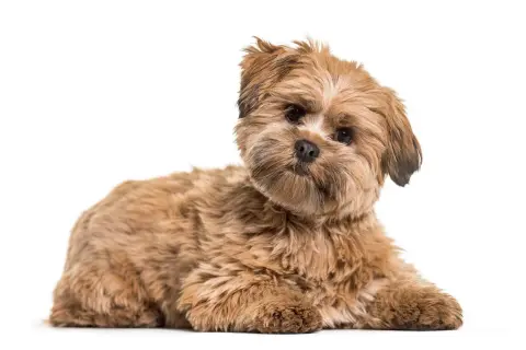Uroczy, brązowy piesek rasy Lhasa Apso leży na białym tle. Zastanawiasz się nad lhasa apso cena?